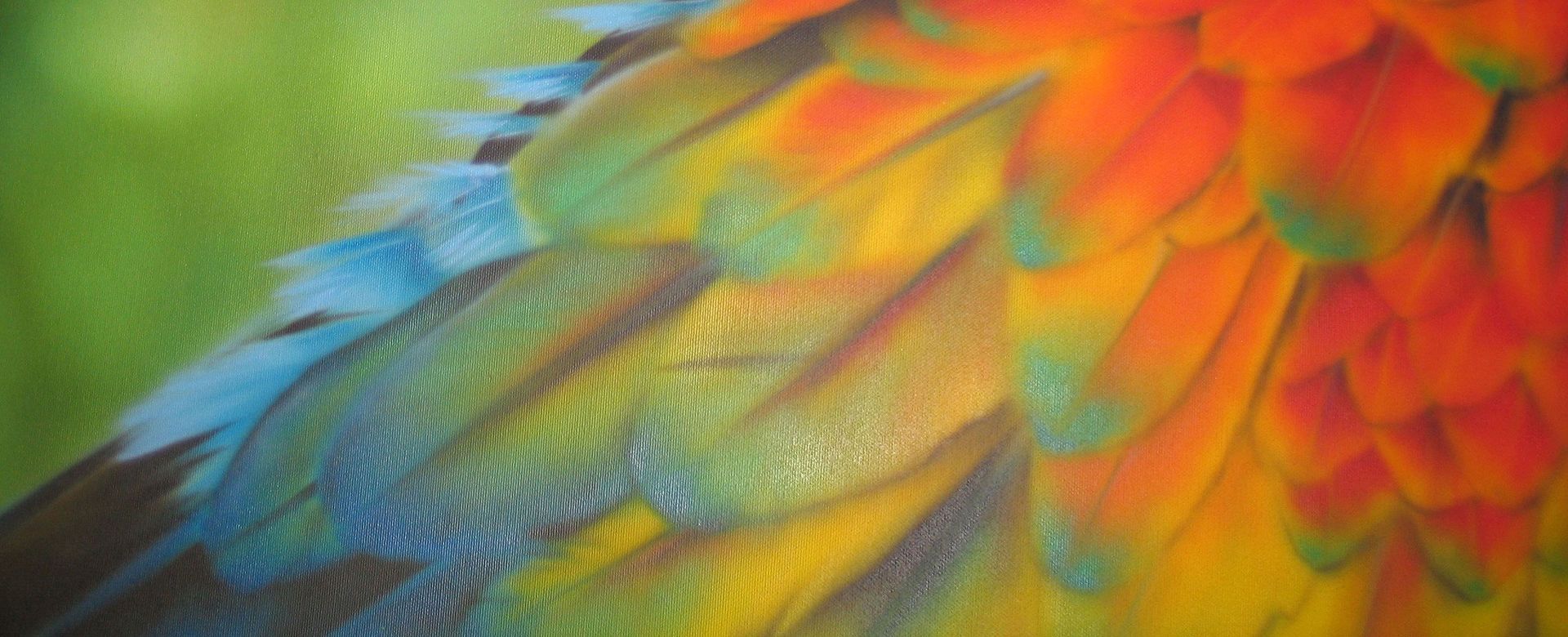 Die Flügel eines Papageis, die zusammengeschlagen werden.