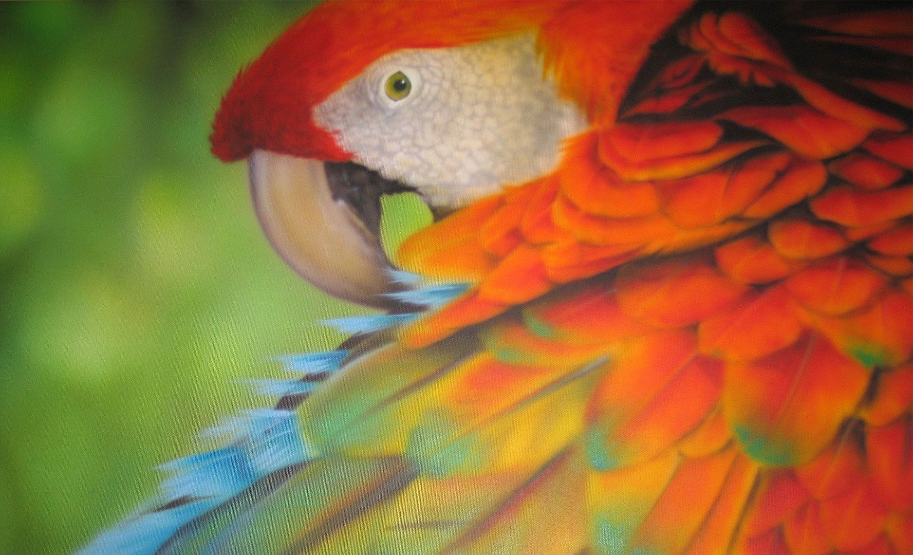 Ein großer Papagei, der seine Flügel zusammenschlägt.